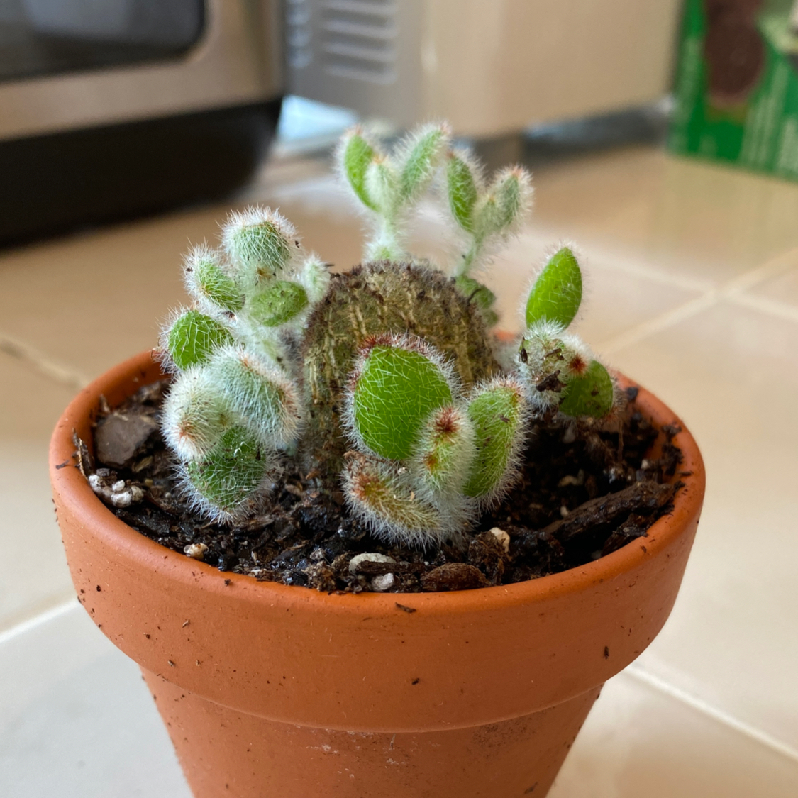 Panda Plant (Kalanchoe tomentosa) in a terracotta pot, healthy with visible soil.