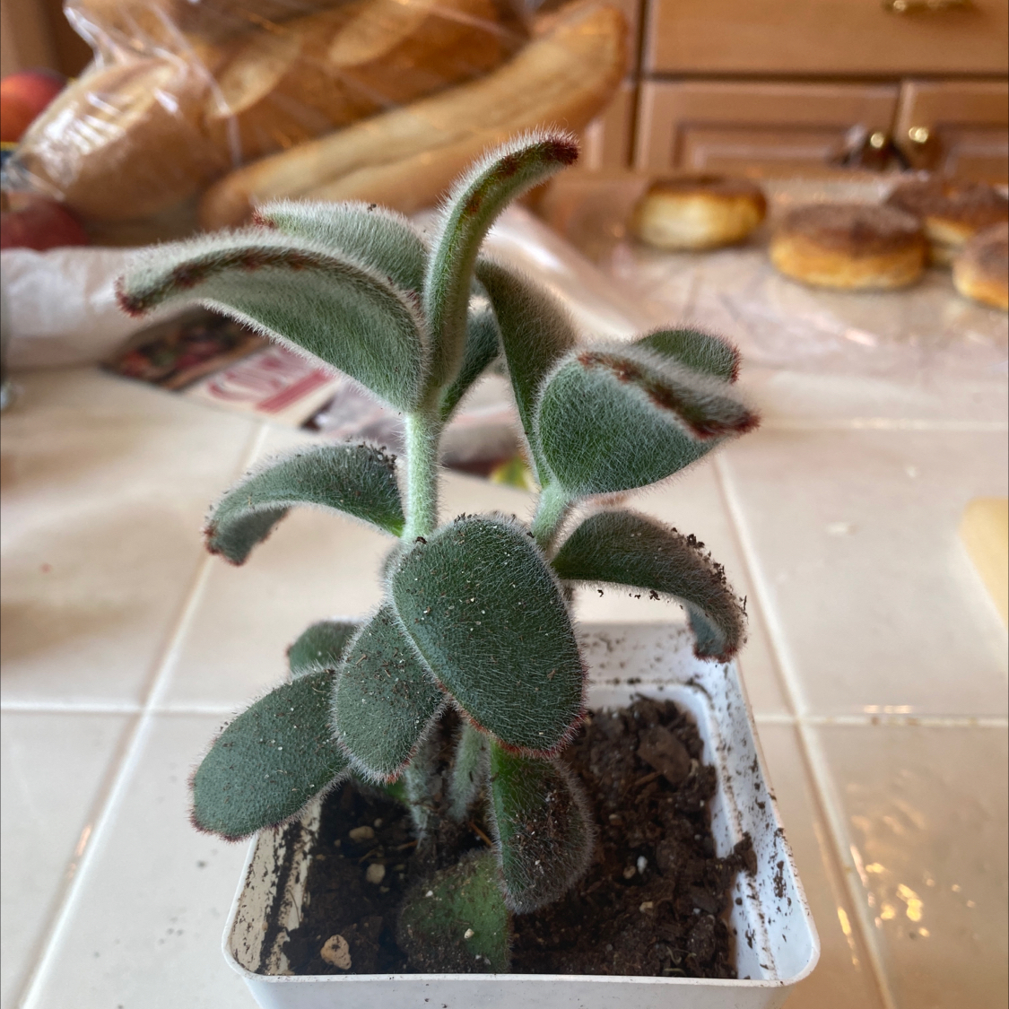 Panda Plant (Kalanchoe tomentosa) in a small pot with fuzzy green leaves and brown edges.