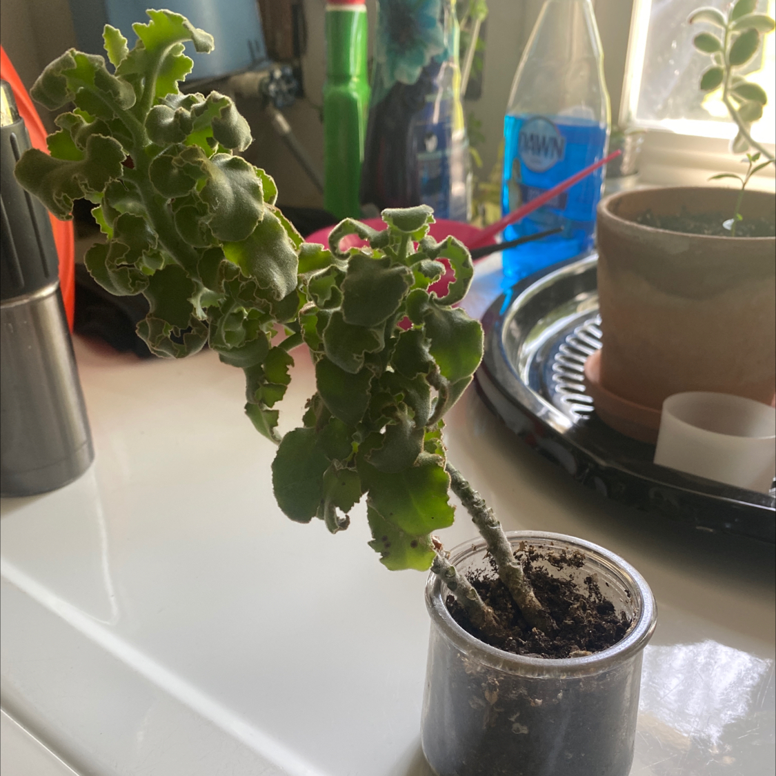 Small potted Felt Bush plant with curly green leaves indoors.