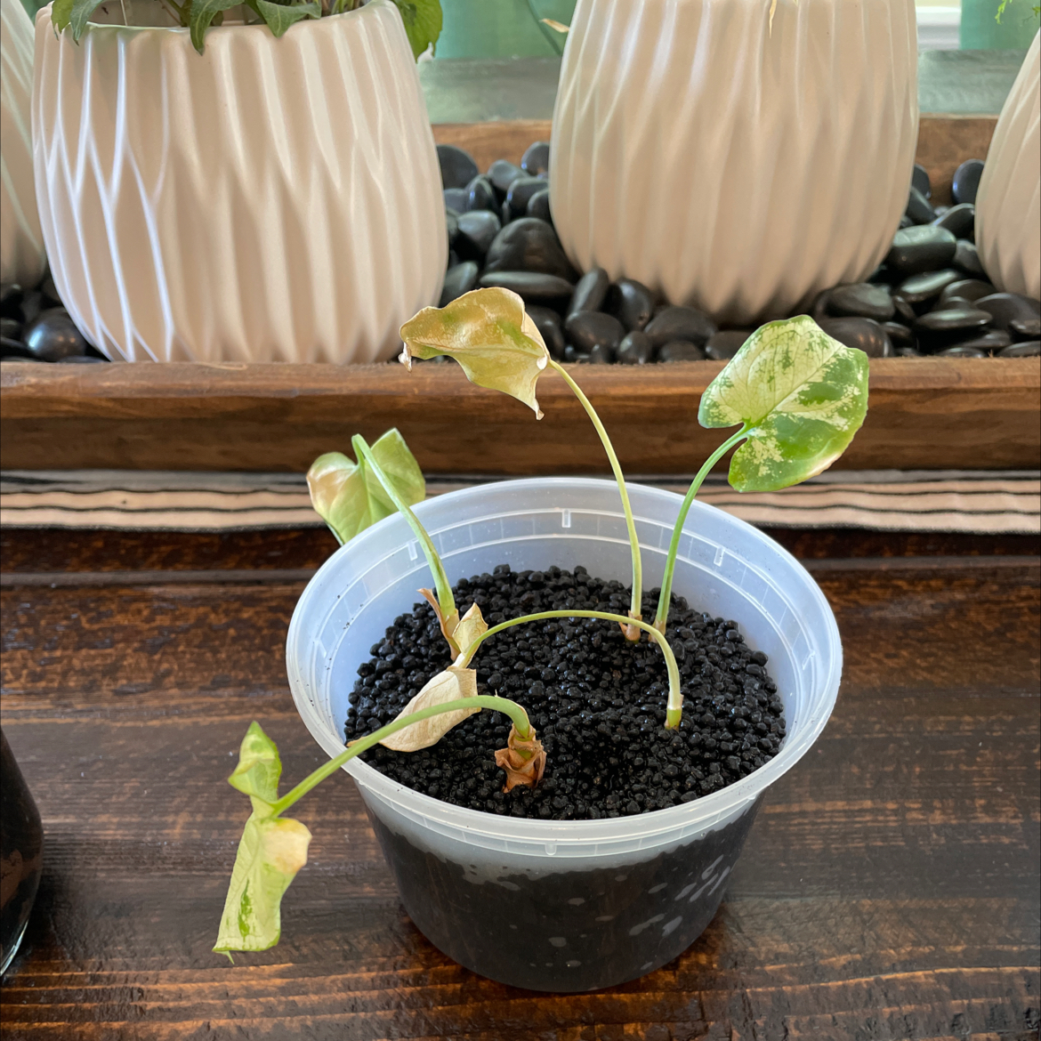 Creamsicle Arrowhead Plant in a clear plastic pot with black soil. Some leaves show yellowing and browning.
