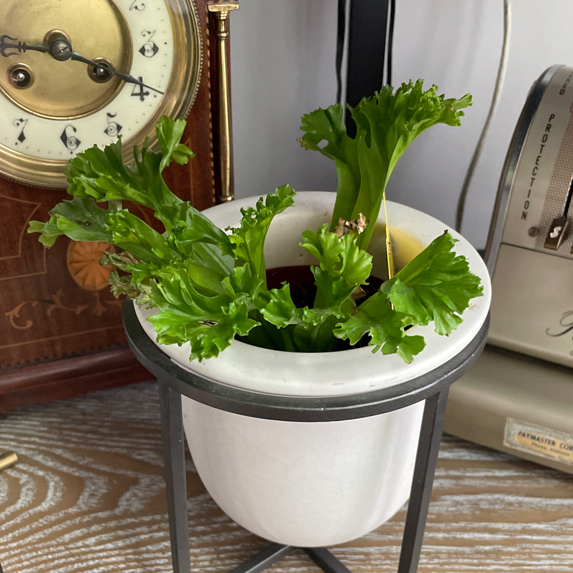 Chrissy Fern in a white pot on a stand, with vibrant green leaves.
