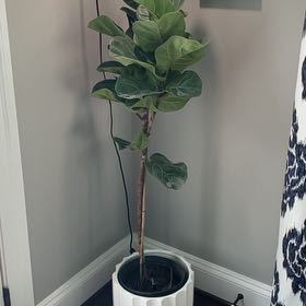 Photo of the plant species Little Fiddle by @NobleStaraloe named Dax on Greg, the plant care app