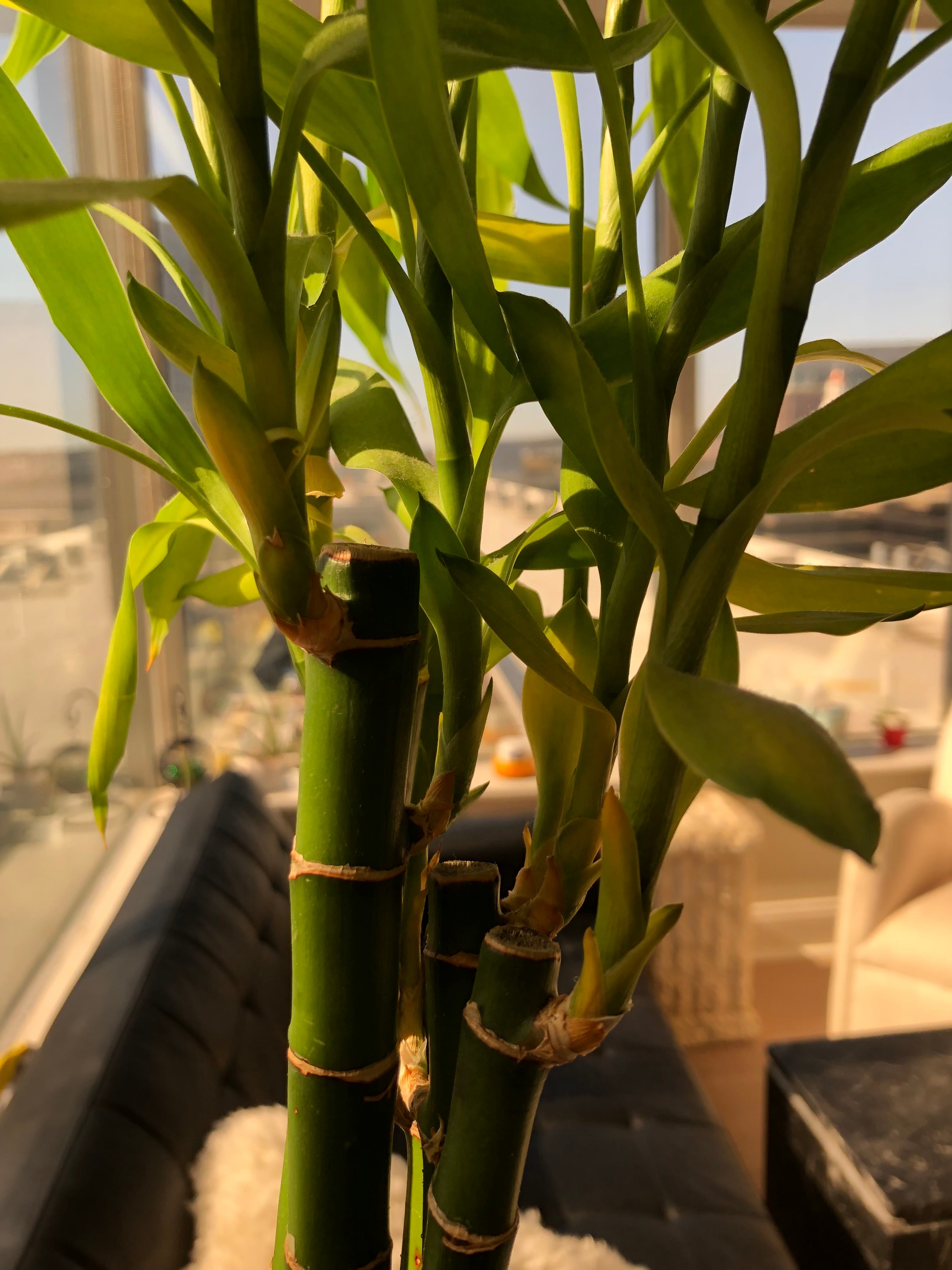 Providing Adequate Lighting for Your Lucky Bamboo