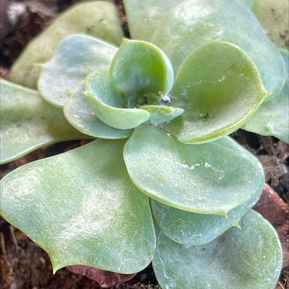 Close-up of a Chalk Dudleya succulent with thick, fleshy leaves and a powdery coating.