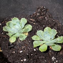 Chalk Dudleya plant