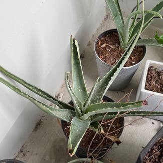 Aloe Vera plant in Thibodaux, Louisiana