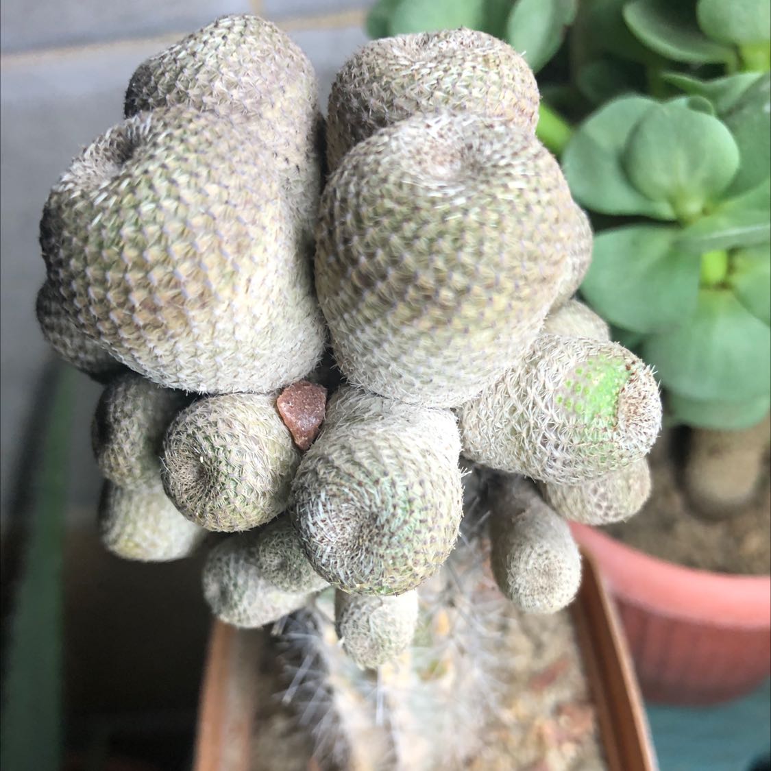 Photo of the plant species Rebutia heliosa by @idrmido named Your plant on Greg, the plant care app