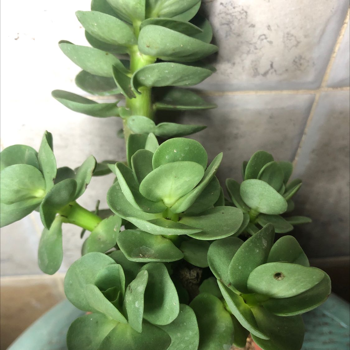 Healthy 'Ihi succulent plant with thick, fleshy leaves in a rosette pattern.
