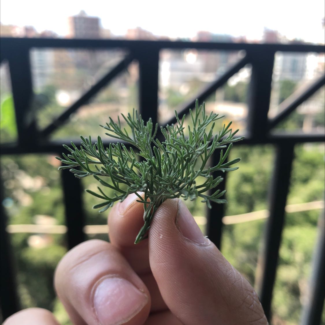 A hand holding a sprig of Common Fennel with fine, feathery leaves.