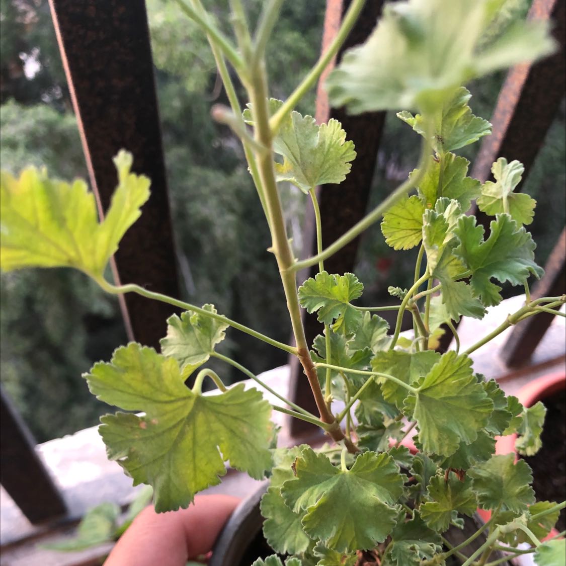 Photo of the plant species Gooseberry Geranium by @idrmido named Your plant on Greg, the plant care app