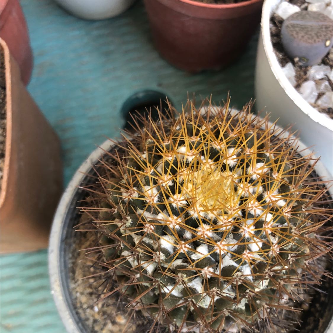Photo of the plant species Nipple Cactus by @idrmido named Your plant on Greg, the plant care app