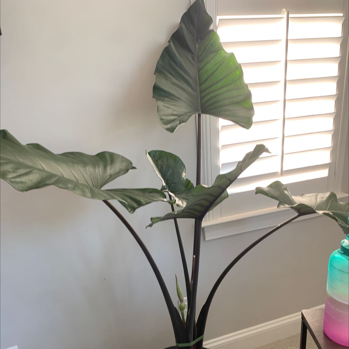 Photo of the plant species Black Stem Elephant Ear by @SparklyHautree named Black Magic on Greg, the plant care app