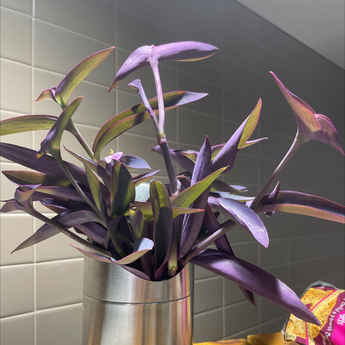 Photo of the plant species Purple Heart by @RadBaybean named Cafe plant on Greg, the plant care app