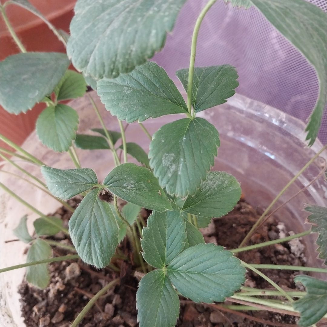Mock Strawberry plant with green leaves in a pot with visible soil.