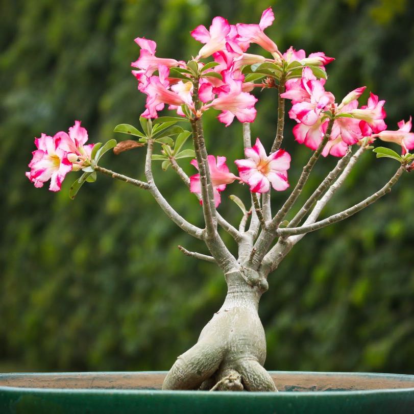 Photo of the plant species Desert Rose Plant by @SmashingPignut named Your plant on Greg, the plant care app