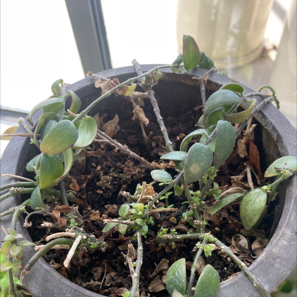 Potted Lipstick Vine with some leaf browning and visible soil.