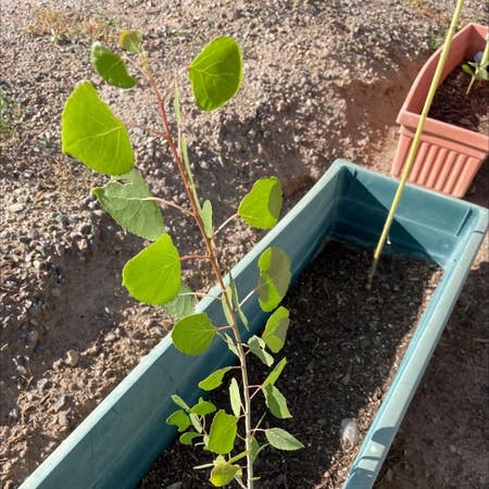 Photo of the plant species Quaking Aspen by Healthfulpepino named Your plant on Greg, the plant care app