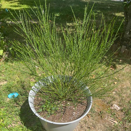 Photo of the plant species Broom by Sportrye named Big pot on Greg, the plant care app