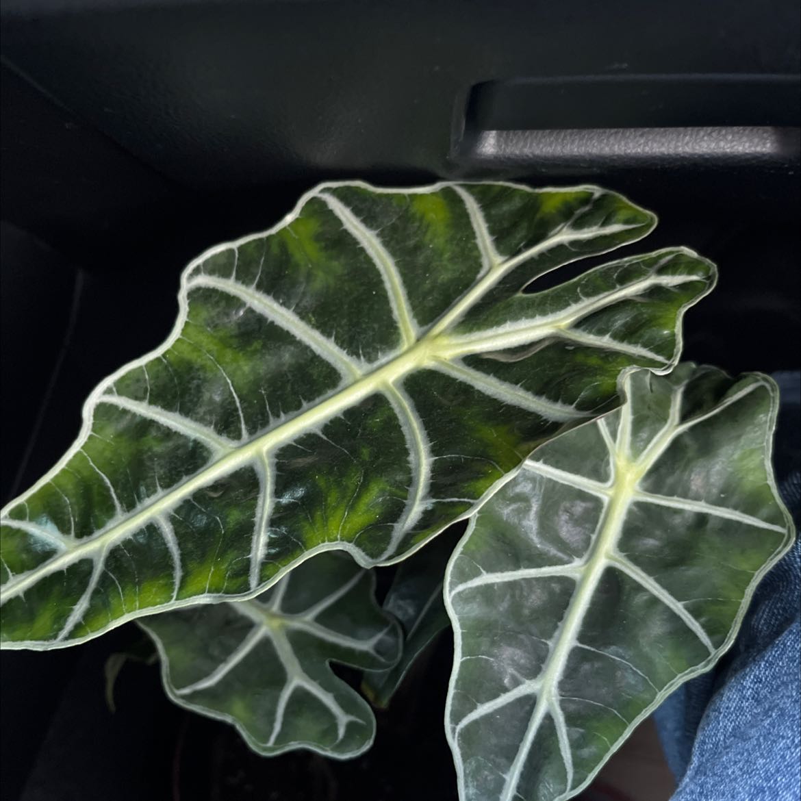 Photo of the plant species Alocasia Polly Plant by @WingedKingfern named Your plant on Greg, the plant care app