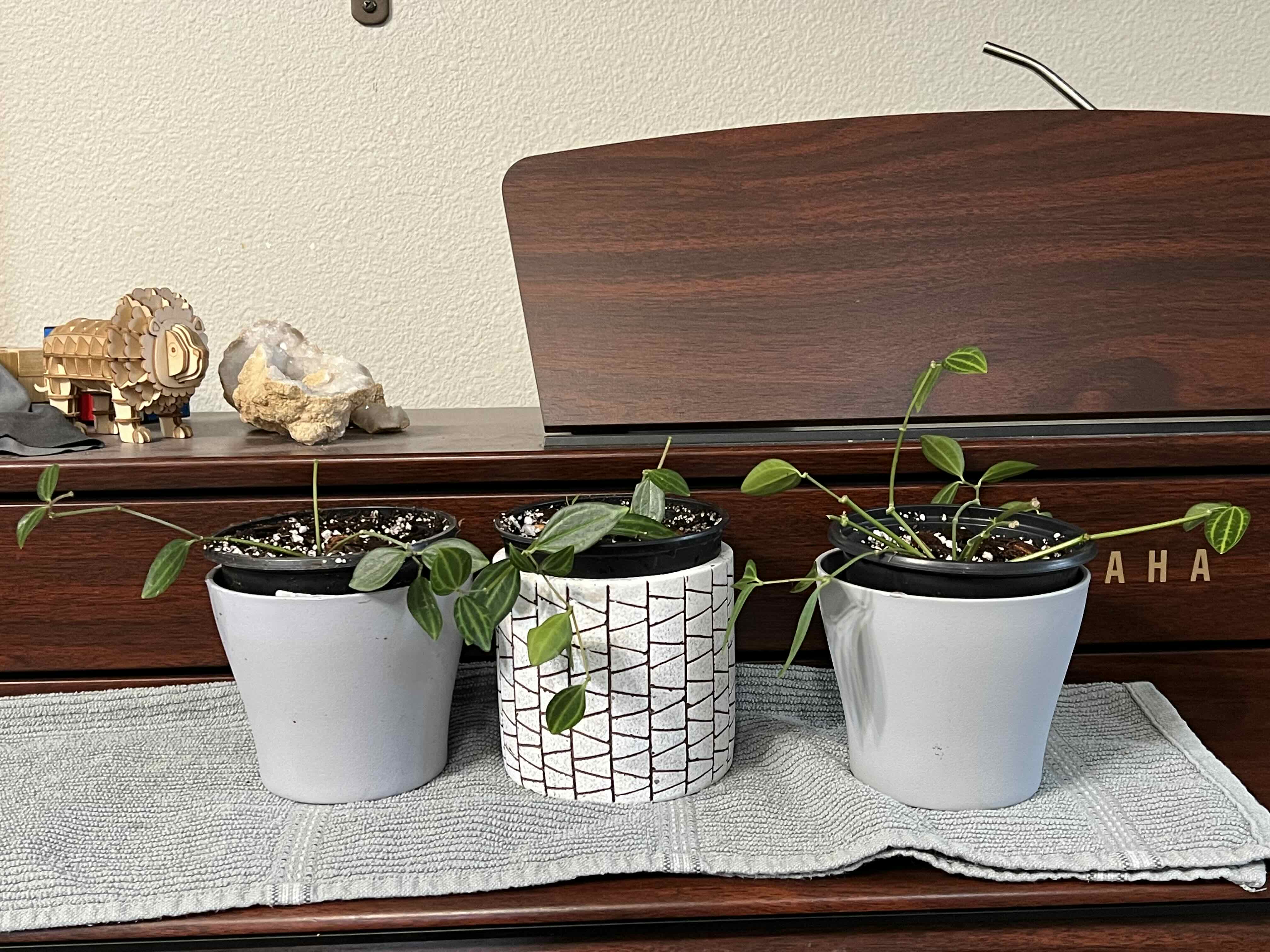 Photo of the plant species Raydiance Peperomia by @RebeccaSewGrows named L Sherlock on Greg, the plant care app