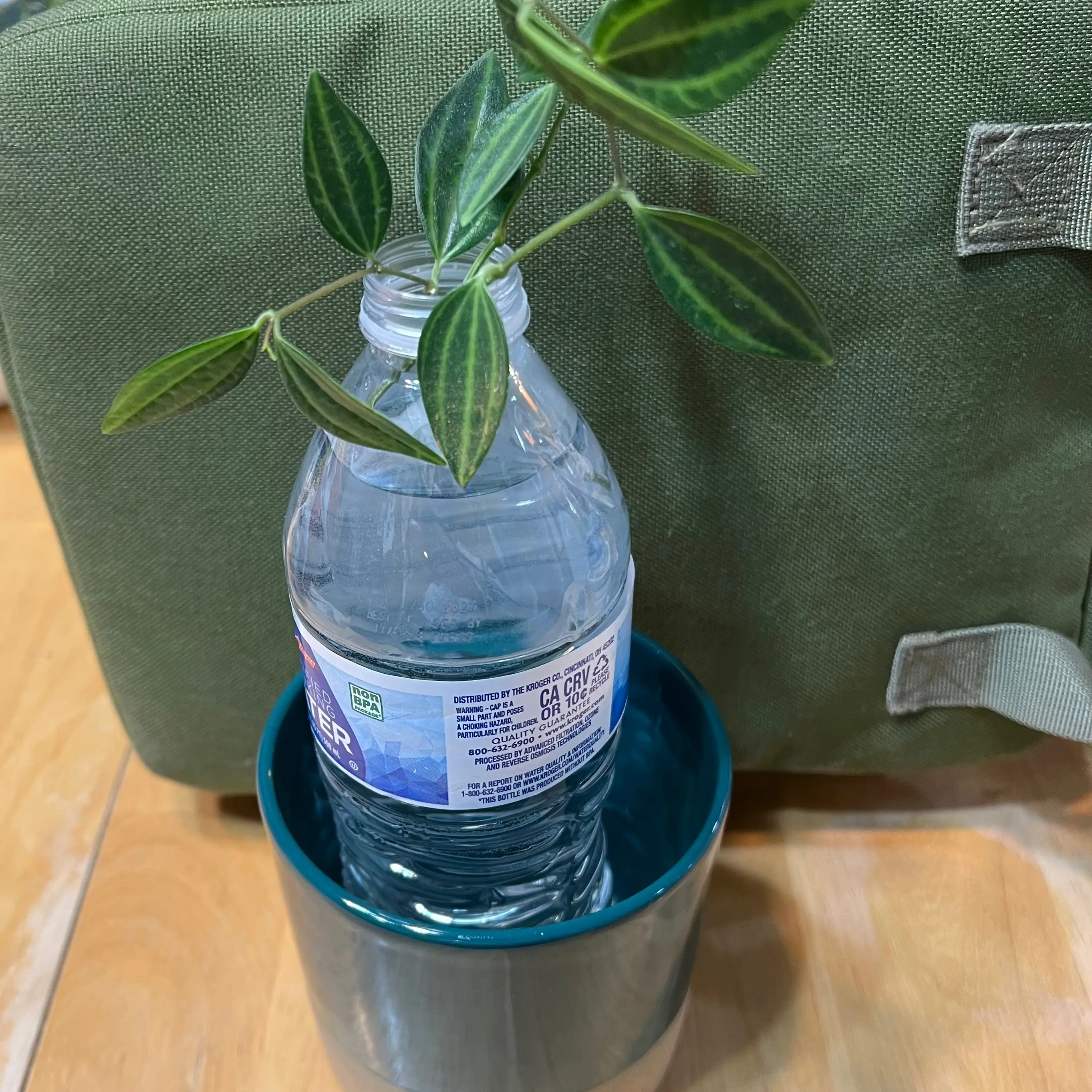 Photo of the plant species Raydiance Peperomia by @RebeccaSewGrows named Enola on Greg, the plant care app