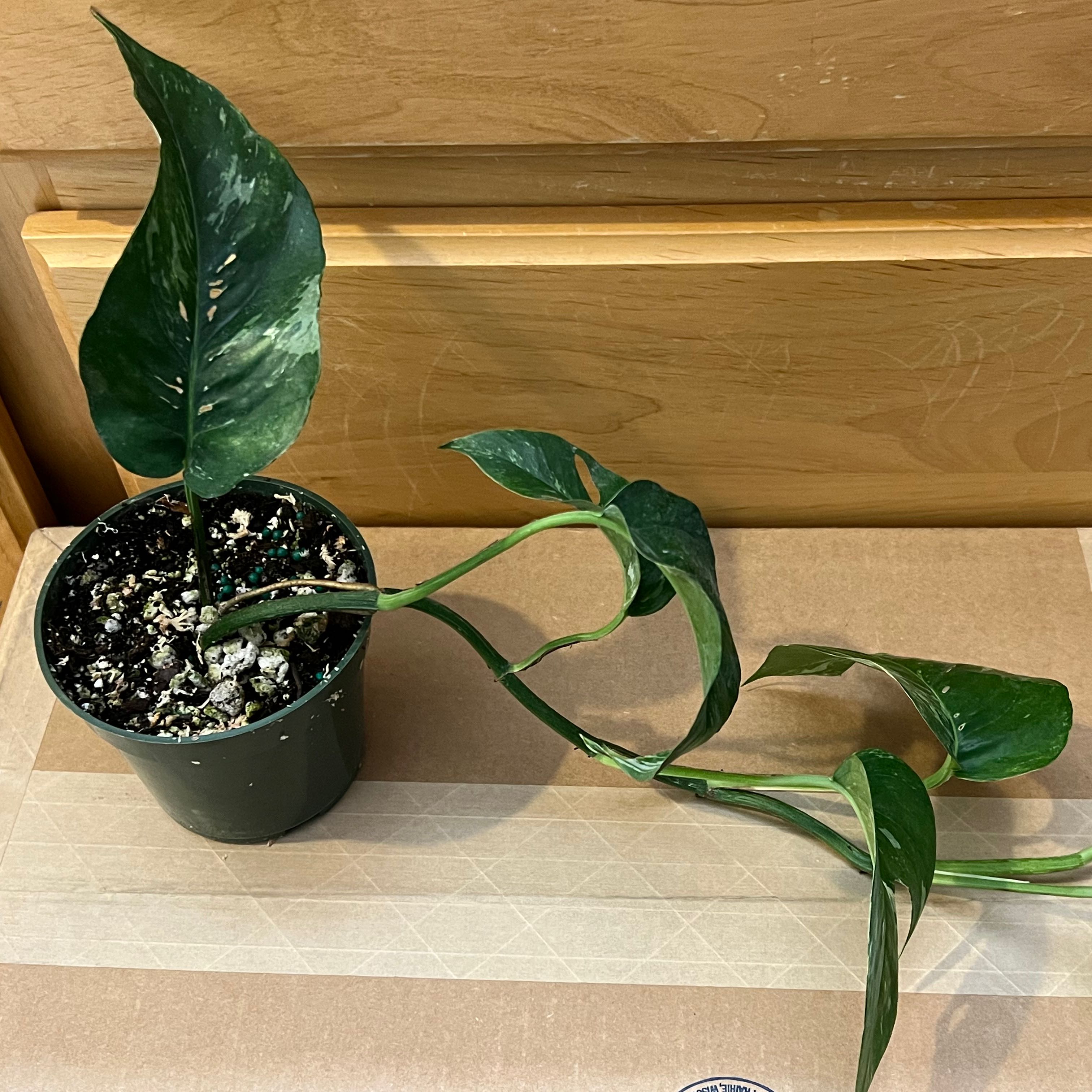 Variegated Epipremnum pinnatum in a small pot with visible soil and healthy leaves.