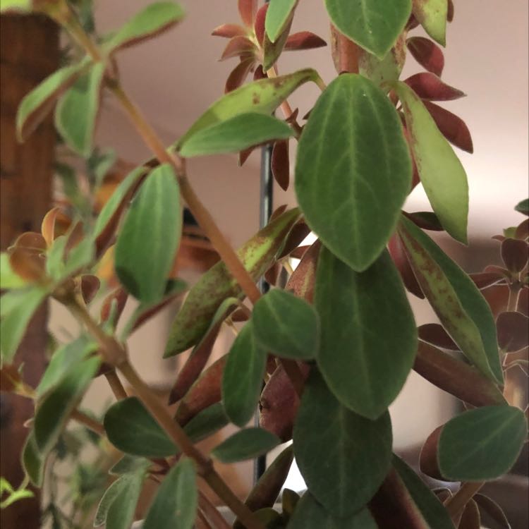 Photo of the plant species Peperomia verticillata 'Red Log' by @ThrillingApple named Marilyn on Greg, the plant care app