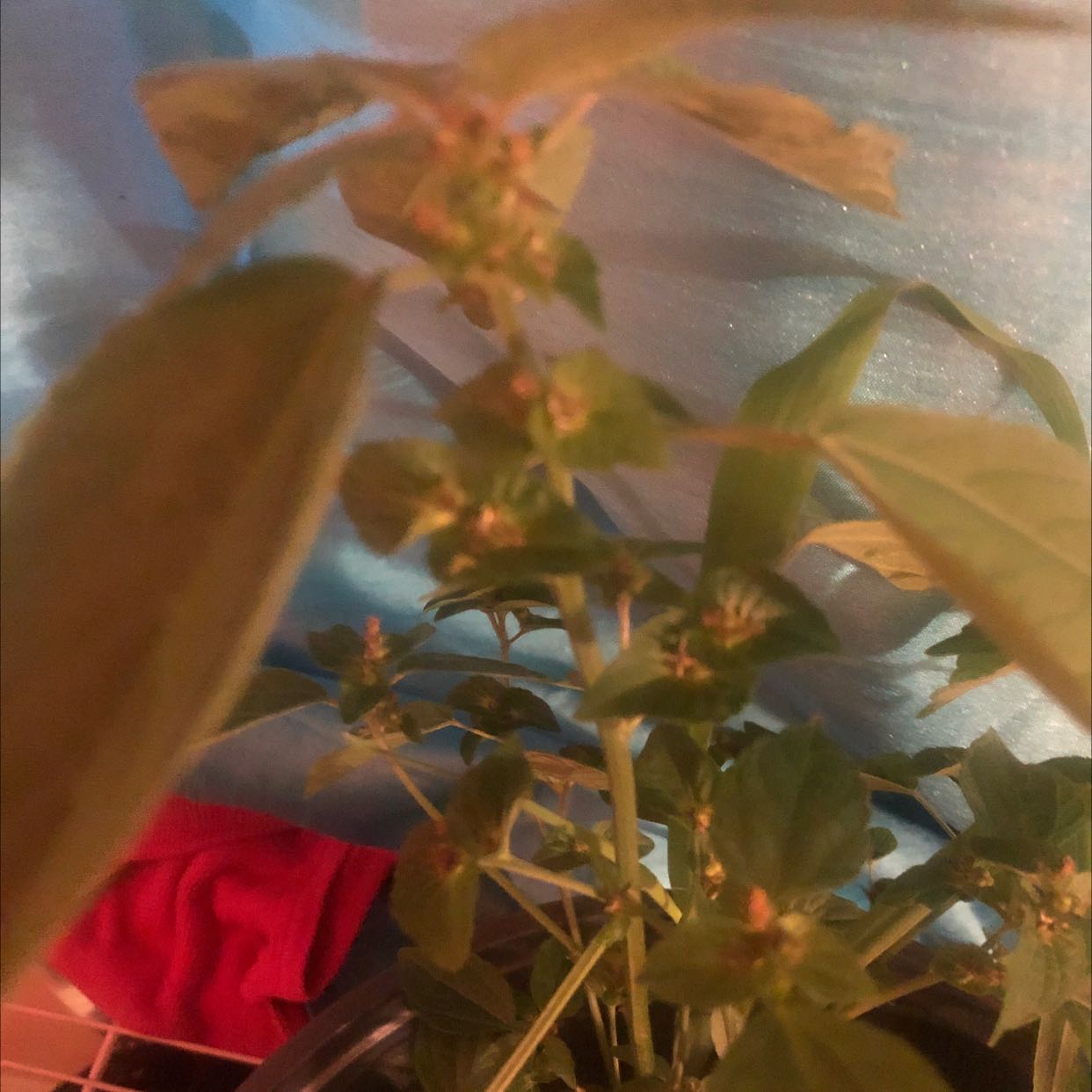 Photo of the plant species Acalypha Rhomboidea by @YeveFingeraloe named Tina on Greg, the plant care app