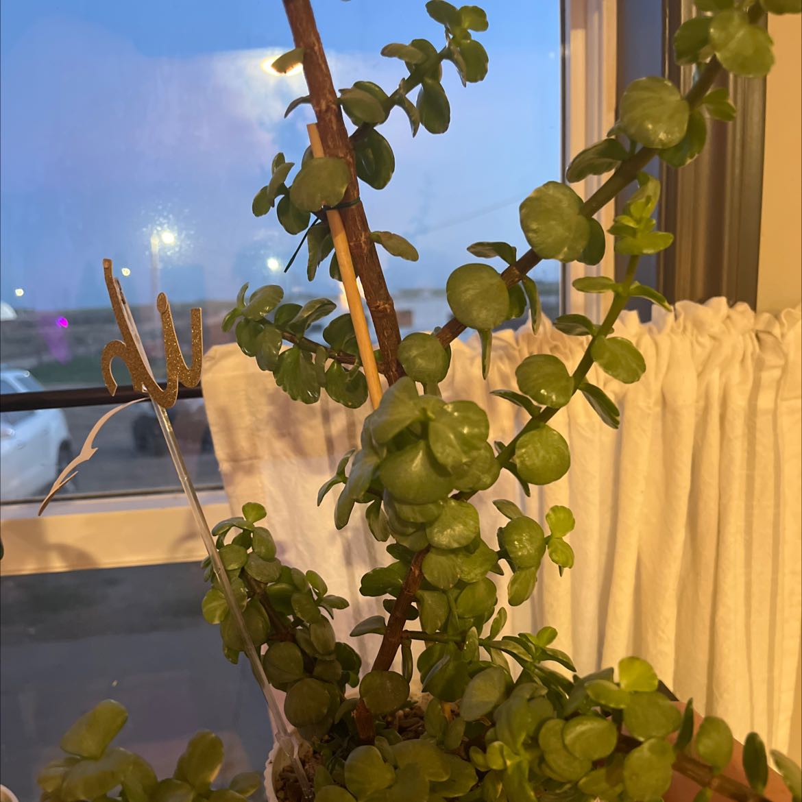 Photo of the plant species portulacaria by @ZappyGreggspine named Momma afra on Greg, the plant care app