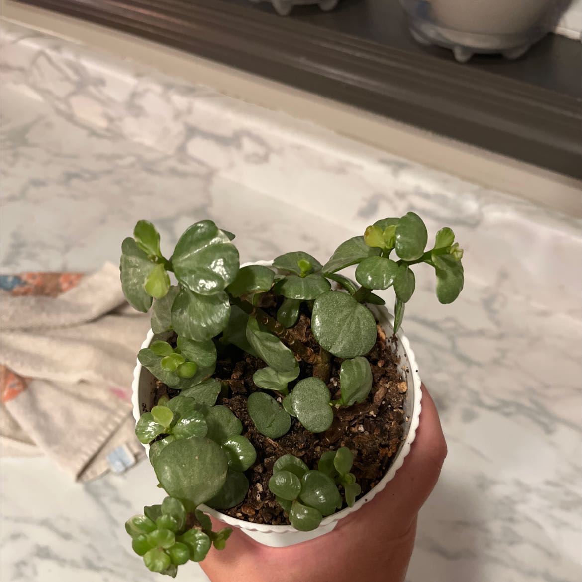 Photo of the plant species portulacaria by @ZappyGreggspine named Baby afra on Greg, the plant care app