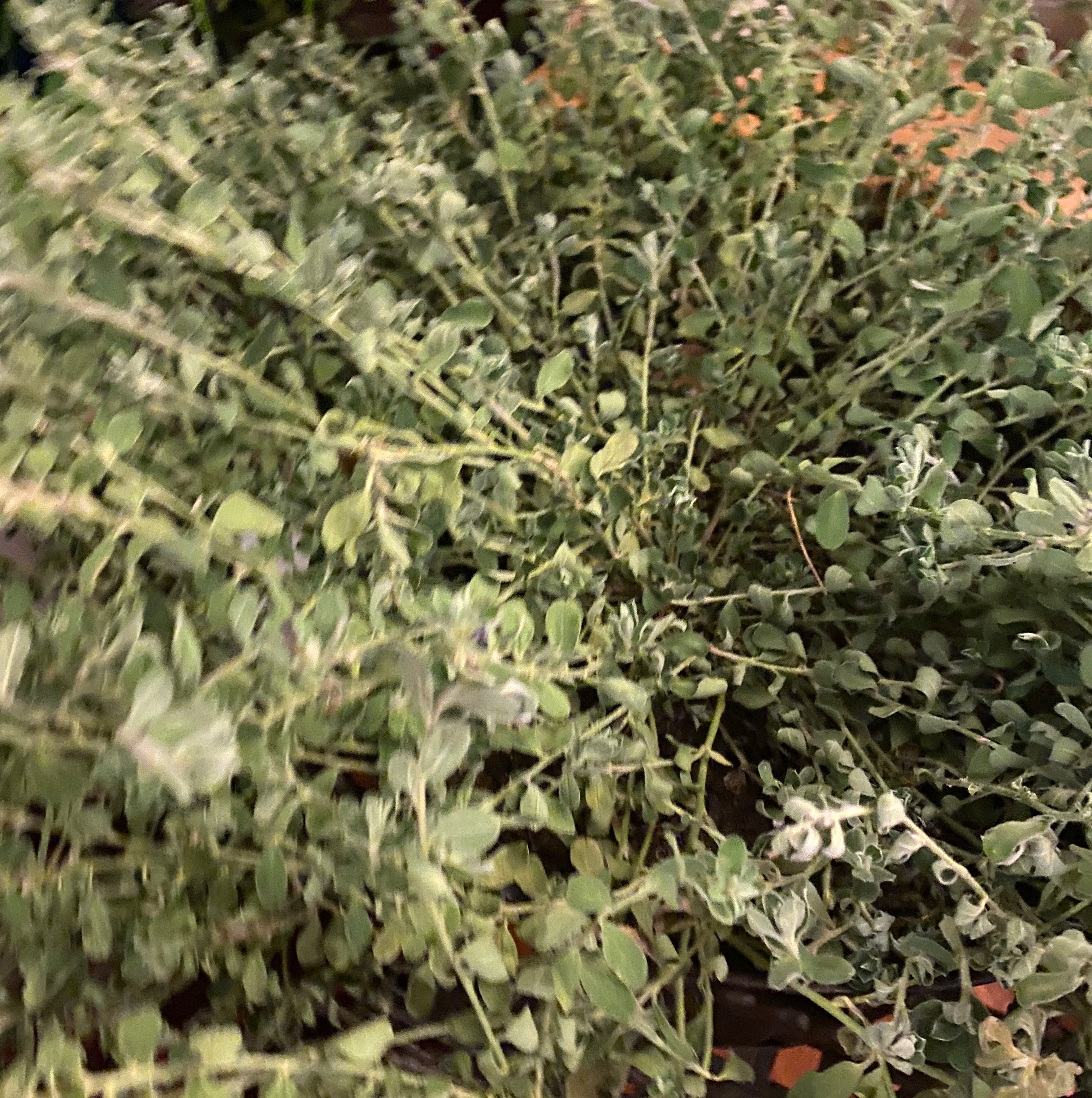 Photo of the plant species Harpleaf Cancerwort by @ZealouslyDaisy named Fullest on Greg, the plant care app