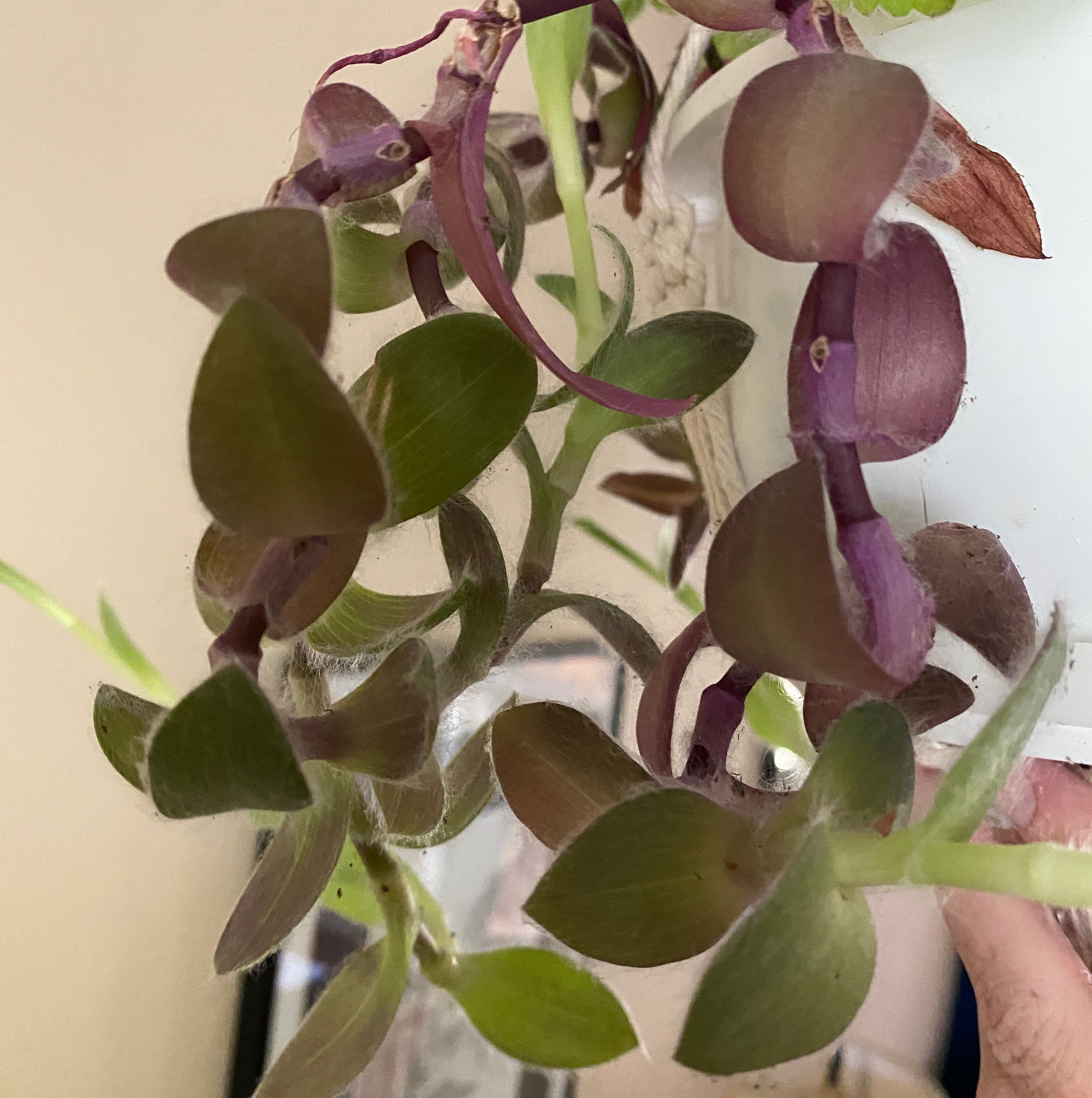 Photo of the plant species Purple Heart by @ZealouslyDaisy named Big Heart on Greg, the plant care app