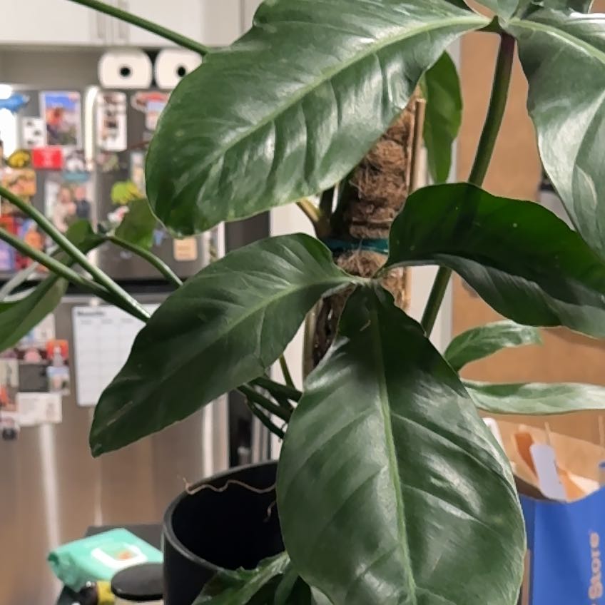 Photo of the plant species Philodendron Tripartitum by @ElectricChia named Bob Taffer on Greg, the plant care app