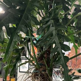 Photo of the plant species Philodendron Bob Cee by @ElectricChia named Bobby Singer on Greg, the plant care app