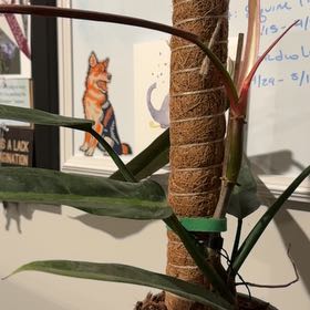 Photo of the plant species Philodendron bicolor by @ElectricChia named Jax Teller on Greg, the plant care app