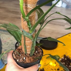 Photo of the plant species Philodendron holtonianum by @ElectricChia named Jar Jar  Binx on Greg, the plant care app