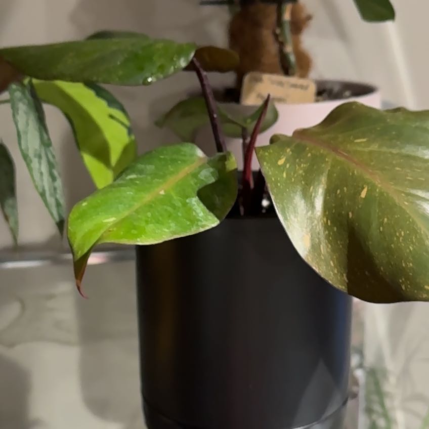 Photo of the plant species Philodendron 'Orange Princess' by @ElectricChia named Crazy Eyes on Greg, the plant care app