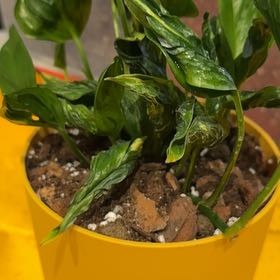 Photo of the plant species Shangri-La Philodendron by @ElectricChia named Shakira on Greg, the plant care app
