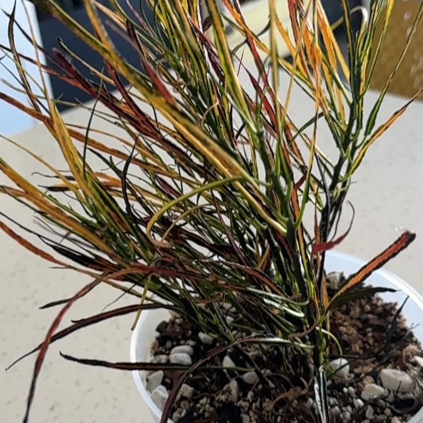 Photo of the plant species Picasso's Paintbrush by @ElectricChia named Picasso on Greg, the plant care app