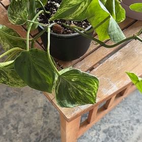 Photo of the plant species Pothos scandens var. scandens by @ElectricChia named Ulysses S Plant on Greg, the plant care app