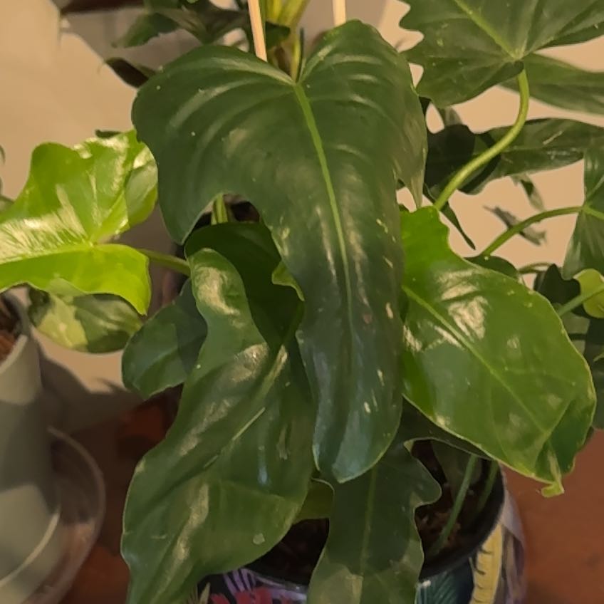 Photo of the plant species Philodendron glanduliferum by @ElectricChia named Glad Hands - Diana Bishop on Greg, the plant care app