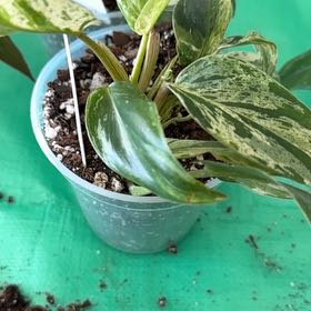 Photo of the plant species Philodendron 'Green Emerald' by @ElectricChia named Elphaba (Emerald King) on Greg, the plant care app