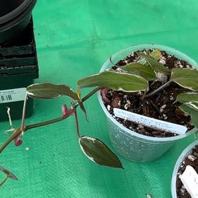 Photo of the plant species Philodendron micans 'Velvet Halo' by @ElectricChia named Carlos Reyes on Greg, the plant care app