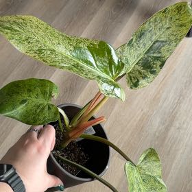 Photo of the plant species Philodendron 'Whipple Way' Variegated Mint by @ElectricChia named Lisa Mother Fucking Rehna on Greg, the plant care app