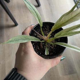 Photo of the plant species Philodendron 'Pluto' by @ElectricChia named Judas on Greg, the plant care app