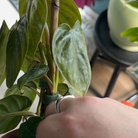 Photo of the plant species Philodendron 'Majestic' by @ElectricChia named Dana Evans on Greg, the plant care app
