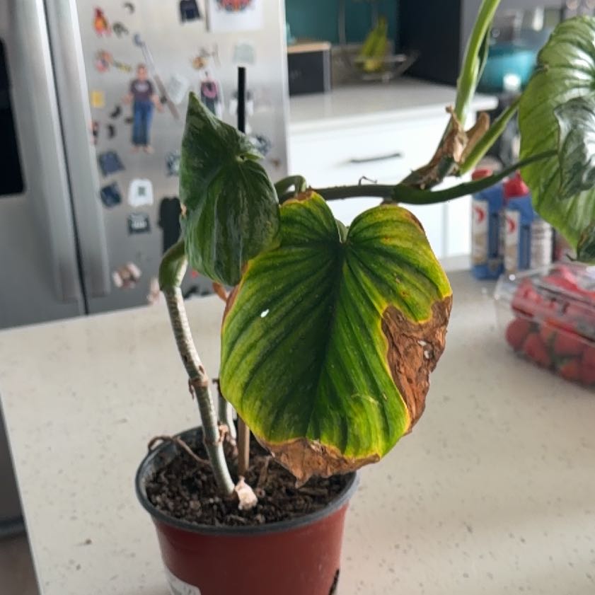 Photo of the plant species Philodendron mamei by @ElectricChia named Jack McCoy on Greg, the plant care app