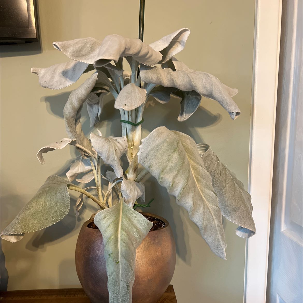 Potted White Sage plant with large, silvery-green leaves indoors.