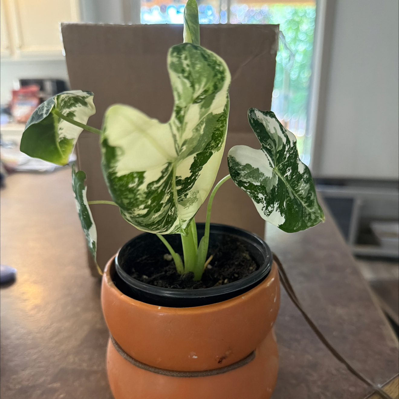 Photo of the plant species Variegated Alocasia frydek by @Effcovid named Freda on Greg, the plant care app