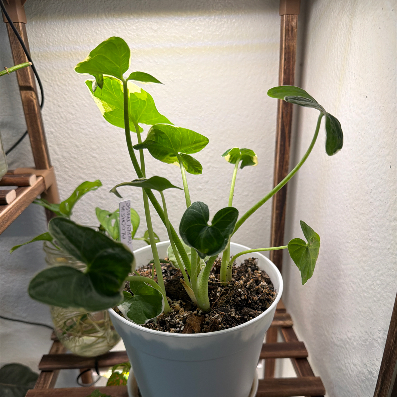 Photo of the plant species Mickey Mouse by @Effcovid named Kardashian on Greg, the plant care app
